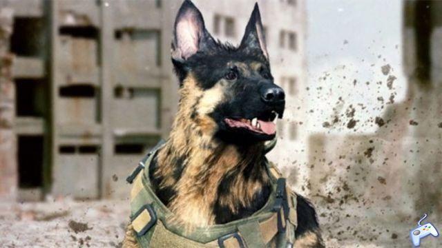 Modern Warfare – How to get a dog